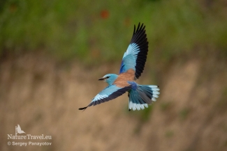 European roller photography / ©Sergey Panayotov, European Roller hide